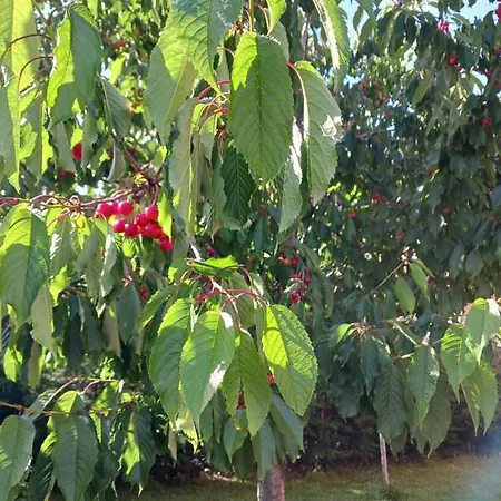 Chalet Las Dalias Ferienhaus